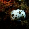 Gasteropode Nudibranche Doris dalmatien 1B